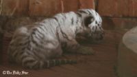 New guests at Ctg zoo, 3 tiger cubs take birth
