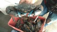Coronavirus outbreak: Khulna’s crab, eel trade losing Tk 4cr every day