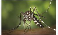 224 dengue patients hospitalized in 24 hrs