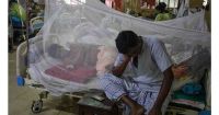 Dengue: 51 patients hospitalized in 24hrs