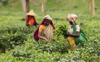 New daily wage for tea workers set at Tk170